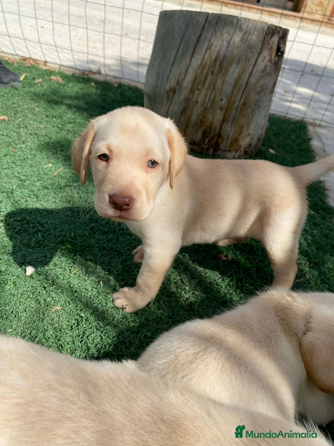 Labrador Retriever perros en venta: CAMADA LABRADORES - Imagen 2