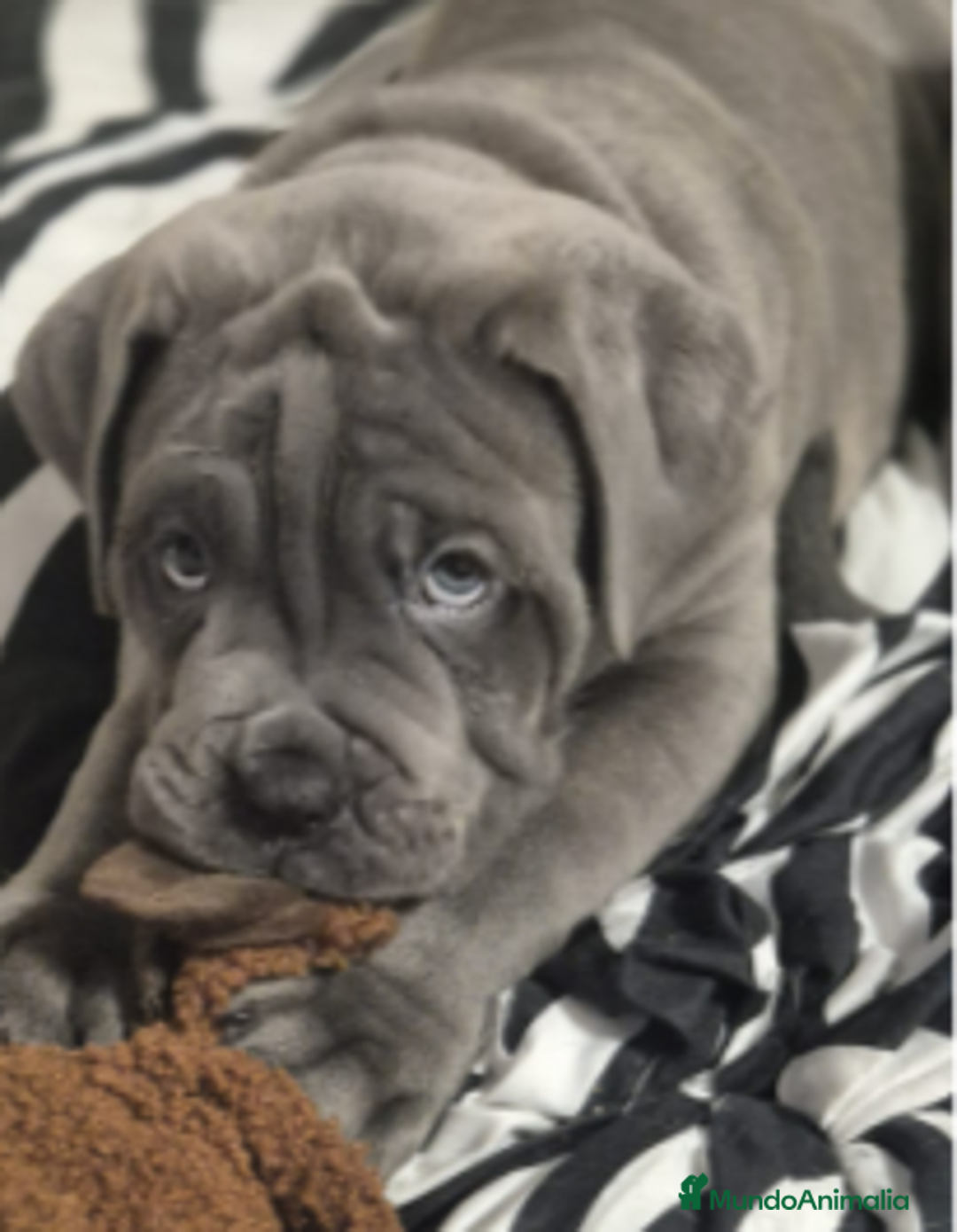 Cane Corso perros en venta: CACHORROS CANE CORSO  - Anuncio 1