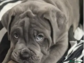 Cane Corso perros CACHORROS CANE CORSO - Anuncio 3