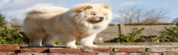 Chow Chow perros en venta: Chow Chow Macho peludito color crema  - Anuncio 1
