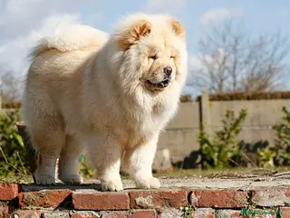 Chow Chow perros Chow Chow Macho peludito color crema - Anuncio 2