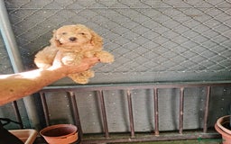 Caniche Toy perros en venta: Caniche toy - Imagen 6