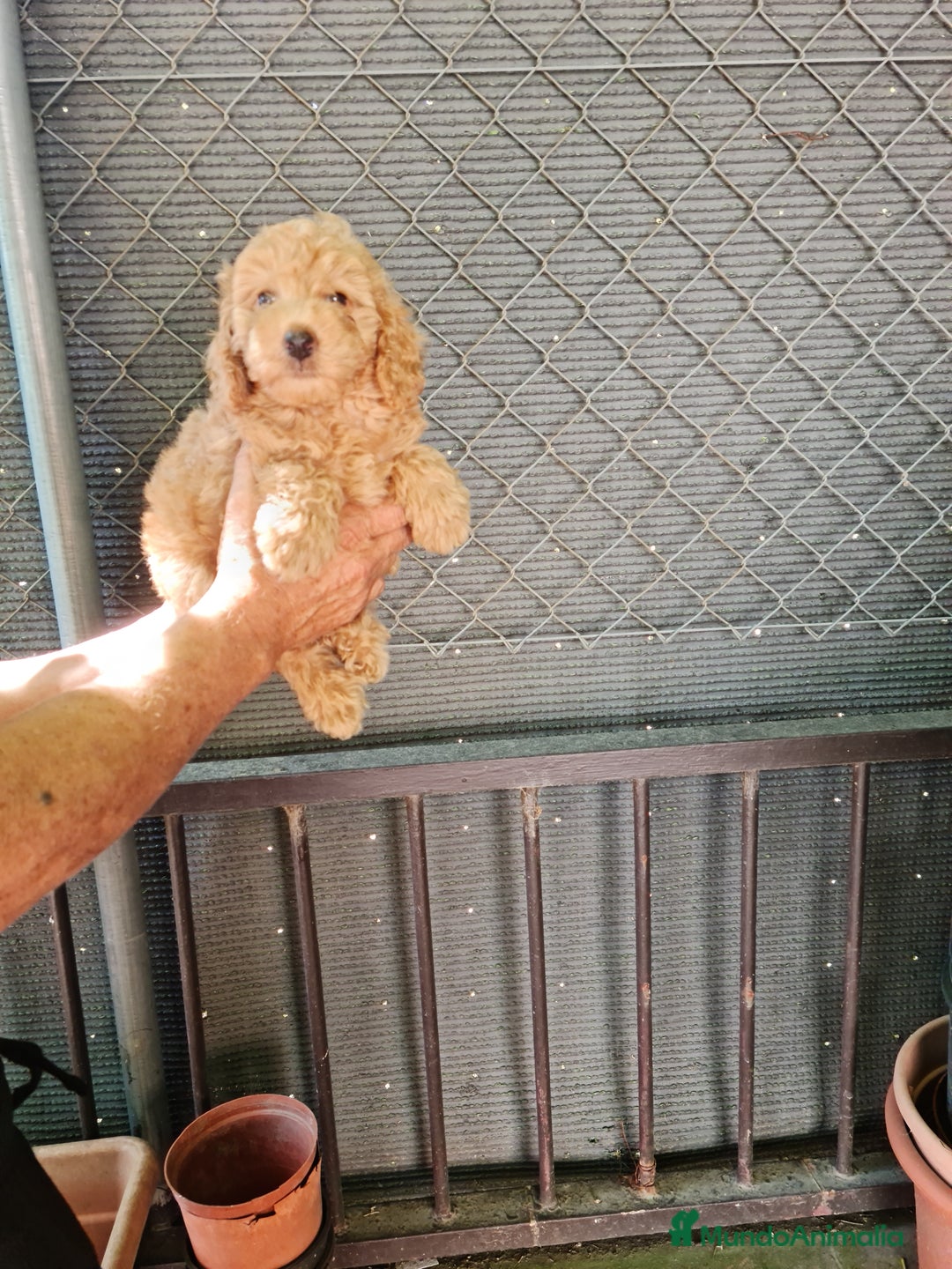 Caniche Toy perros en venta: Caniche toy - Imagen 6