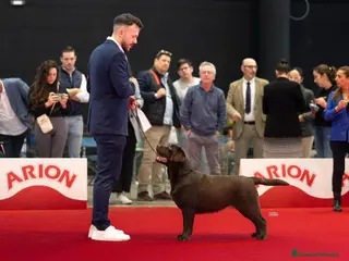 Labrador Retriever perros Disponible Cachorrita Negra Labrador Retriever - Anuncio 1