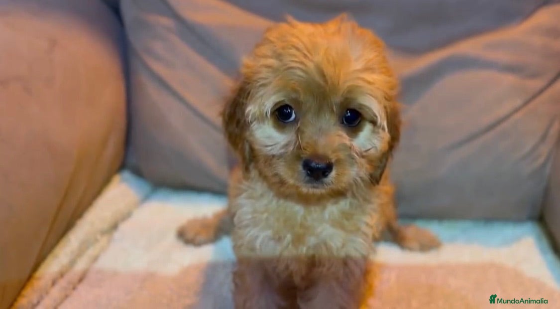 Cavapoo perros Cavapoo hembra - Anuncio 1