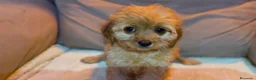 Cavapoo perros en venta: Cavapoo hembra - Anuncio 1