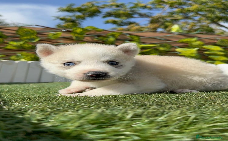 Husky Siberiano perros - Anuncio 1