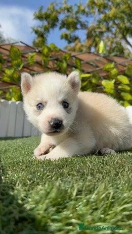 Husky Siberiano perros - Anuncio 1