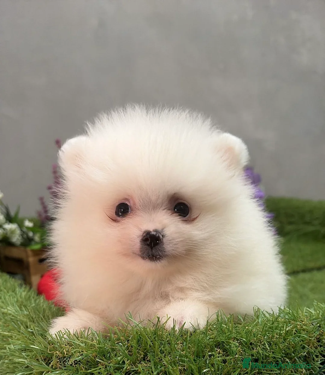 Pomerania perros en venta: Pomerania Macho Disponible  - Anuncio 2