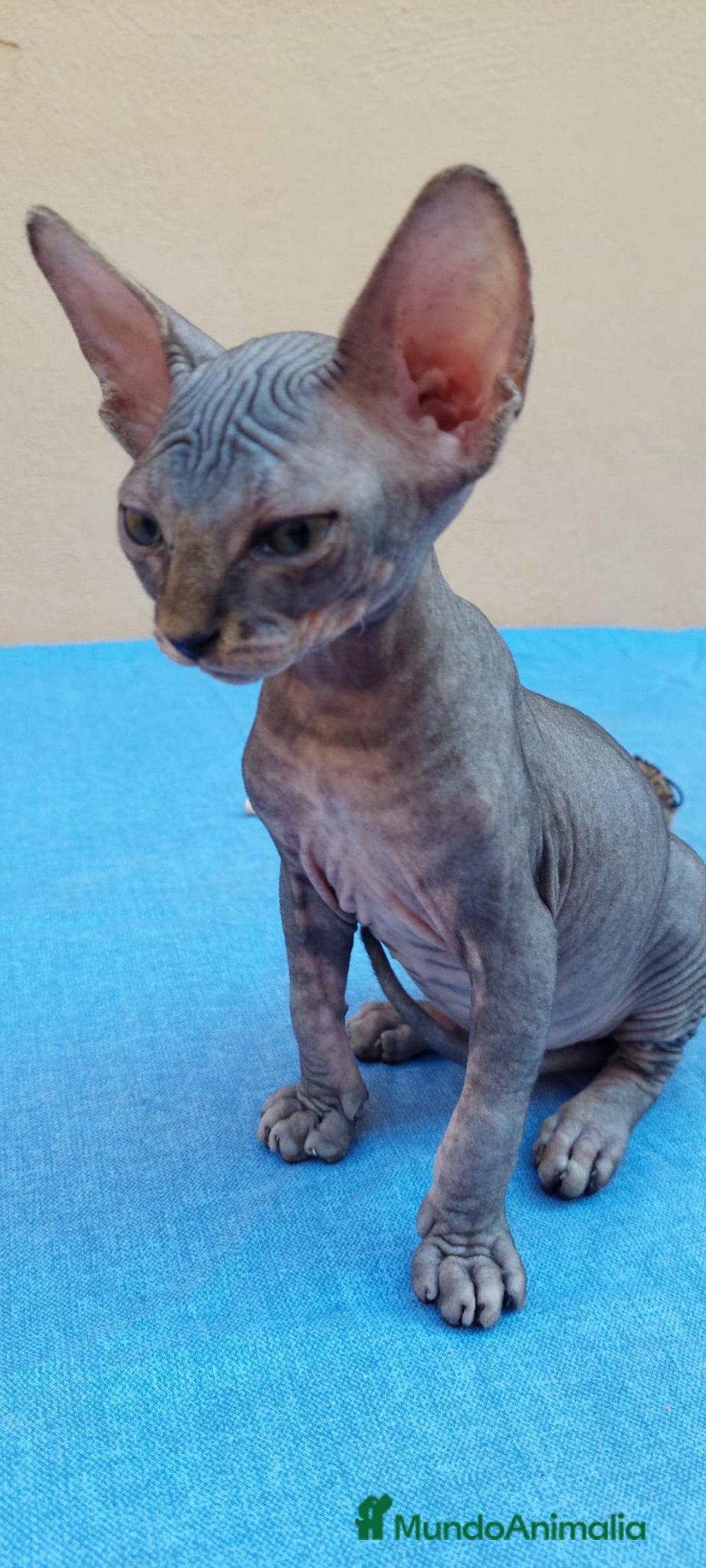 Sphynx gatos en venta: Nueva camada de gatitos sphynx  - Imagen 4