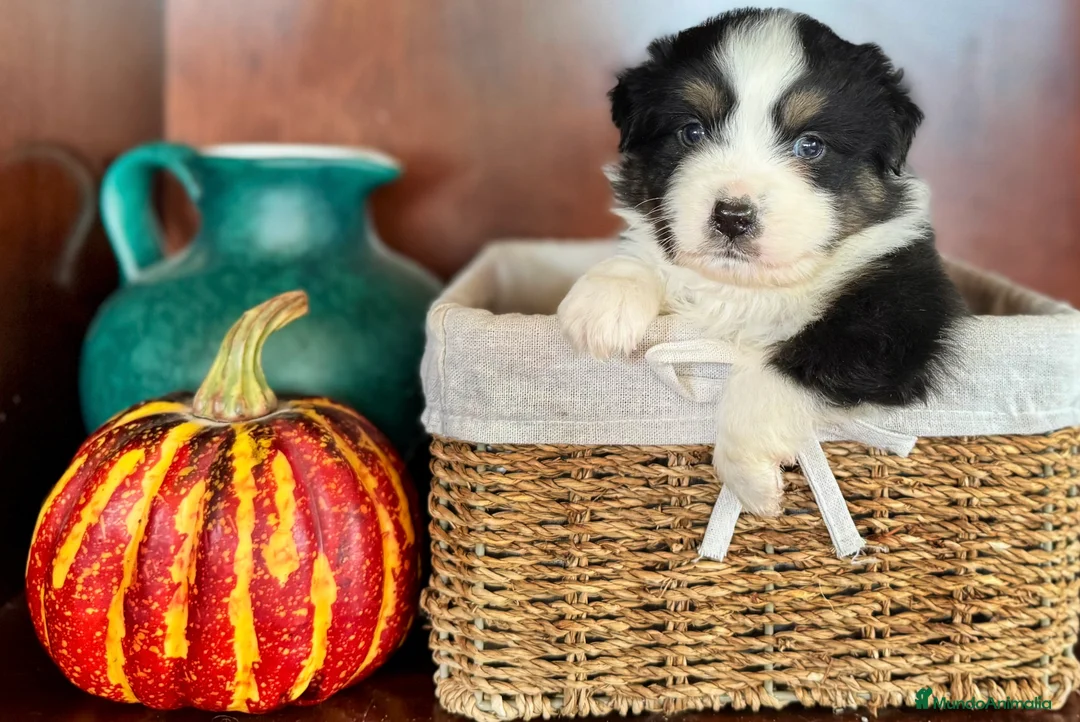 Pastor Miniatura Americano perros en venta: Pastor Miniatura Americano  - Anuncio 5