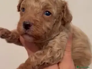 Caniche Toy perros Caniche apricot macho - Anuncio 1