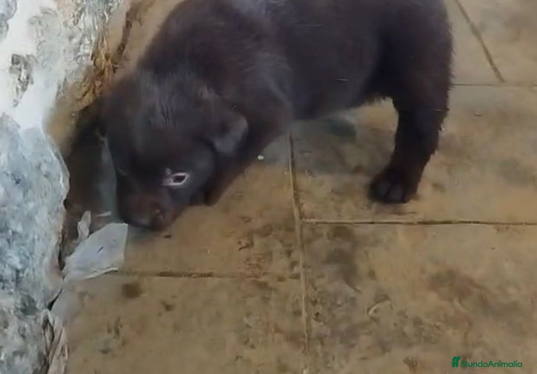 Labrador Retriever perros en venta: Labrador retriever  - Anuncio 10