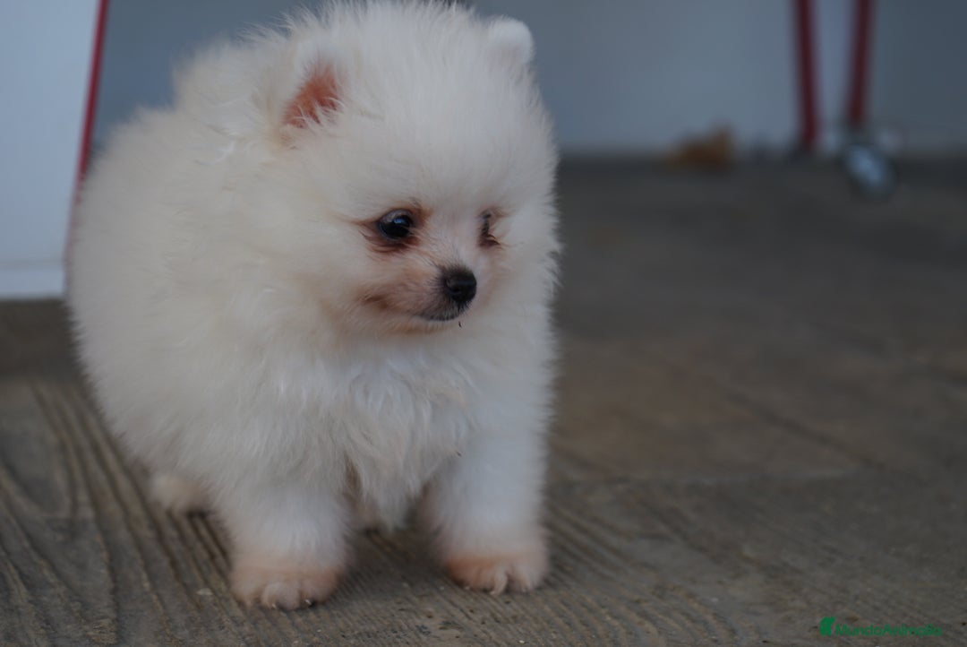 Pomerania perros en venta: 🐾🎨 Color, ternura y Pomeranias únicos 🧡 - Imagen 3