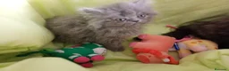 Persa gatos en venta: Gatitos persa himalayo  - Anuncio 5