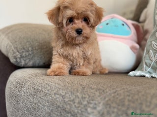 Maltipoo perros - Anuncio 29