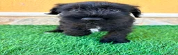 Schnauzer Miniatura perros en venta: Schnauzer miniatura negro  - Anuncio 13