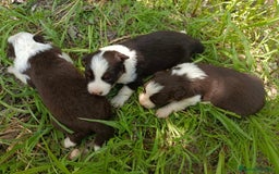 Border Collie perros en venta: Border collie chocolate y merle - Imagen 1