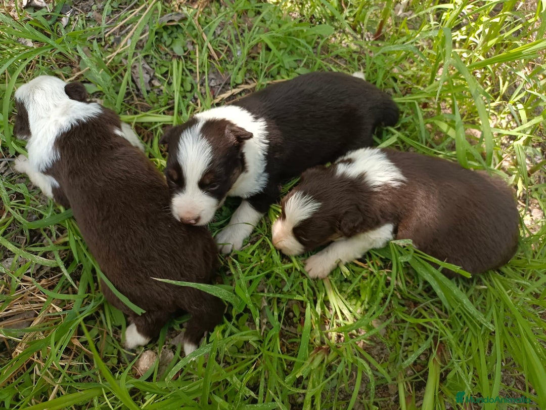 Border Collie perros en venta: Border collie chocolate y merle - Imagen 1