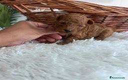 Caniche Toy perros en venta: CANICHE MINI TOY MACHO - Imagen 2