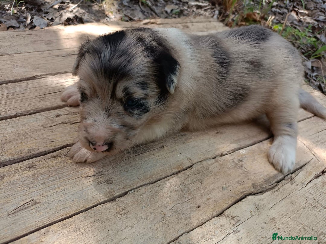 Border Collie perros en venta: Border collie chocolate y merle - Imagen 9