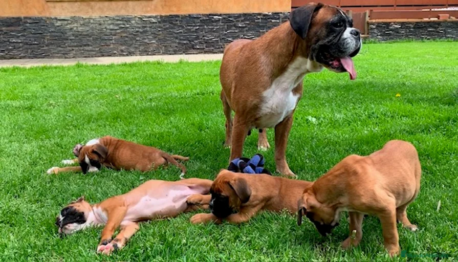 Imagen de galería {{count}}