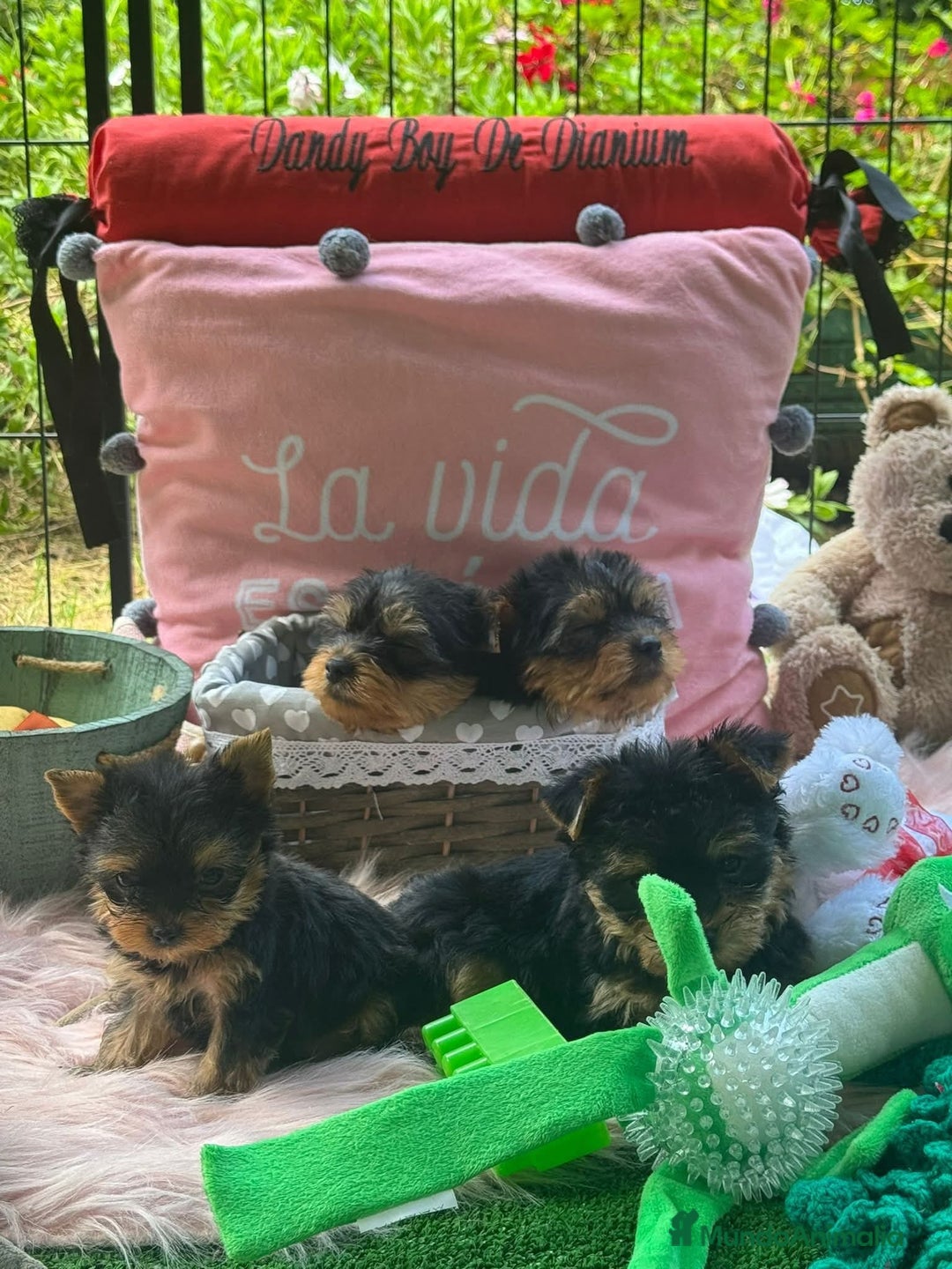 Yorkshire Terrier perros en venta: Camada yorkshire terrier - Anuncio 17
