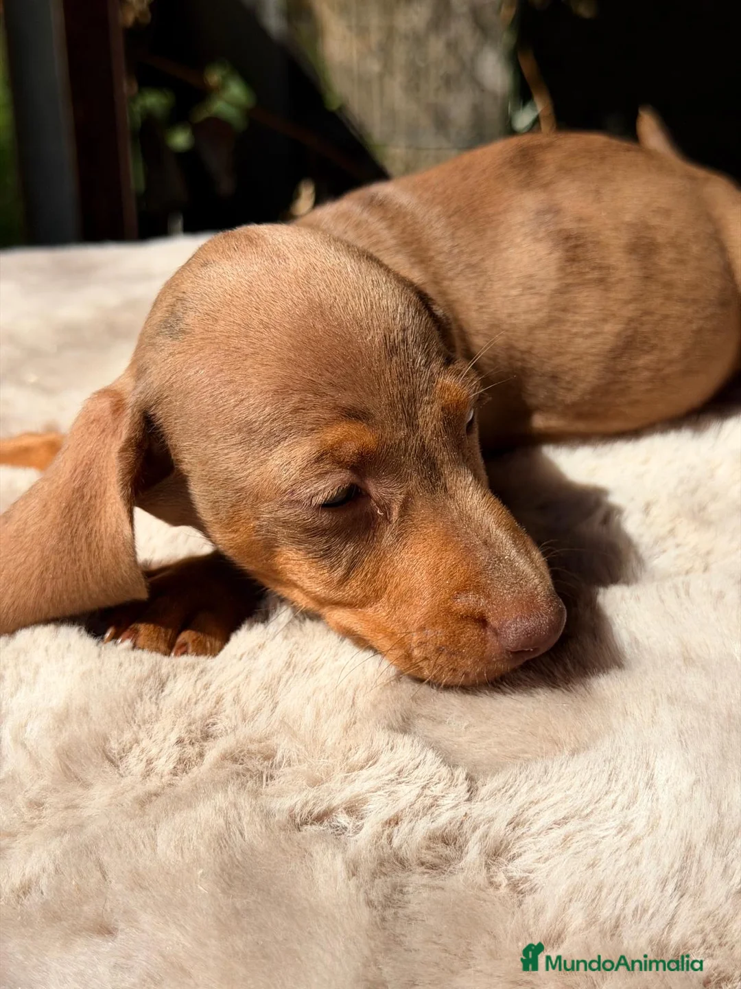 Teckel Miniatura perros en venta: TECKEL MINIATURA  - Anuncio 2