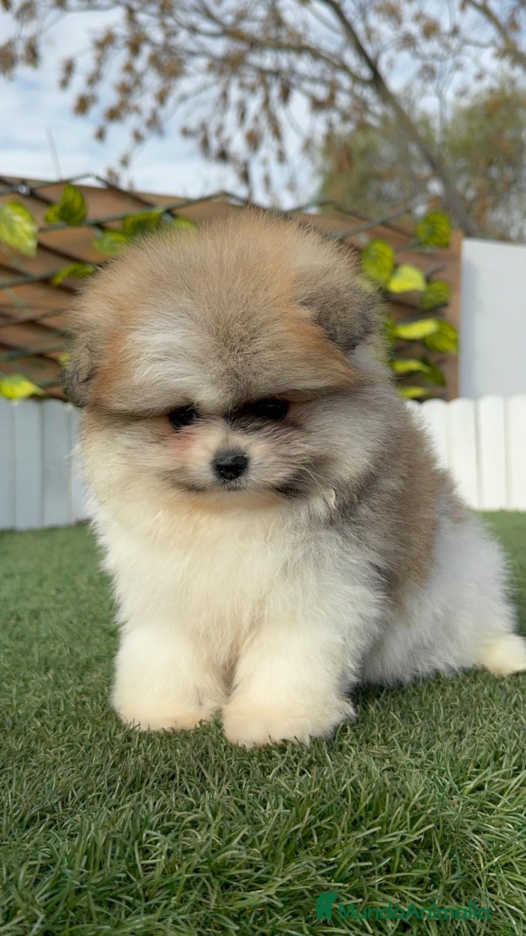 Pomerania perros en venta: POMERANIA HEMBRA DISPONIBLE - Anuncio 9