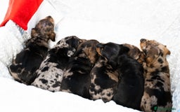 Teckel Miniatura perros en venta: Camada de Teckel miniatura disponible!  - Anuncio 5