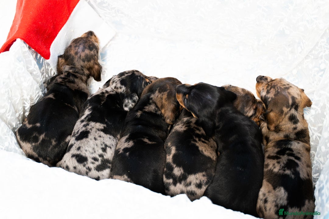 Teckel Miniatura perros en venta: Camada de Teckel miniatura disponible!  - Anuncio 5