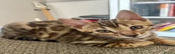 Bengalí gatos en venta: Gata Bengalí - Anuncio 3