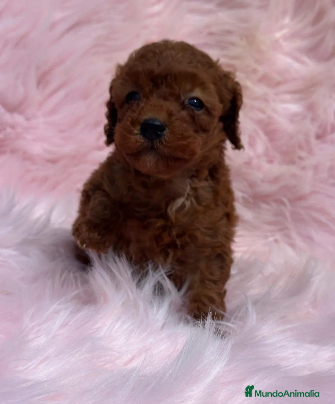 Caniche Toy perros en venta: Caniche rojo  en Barcelona - Anuncio 2