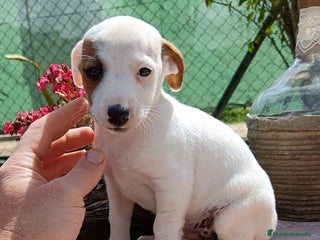 Jack Russell Terrier perros en Sevilla - Anuncio 5