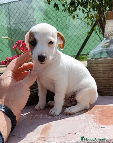 Jack Russell Terrier perros en Sevilla - Anuncio 2