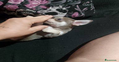 Chihuahua perros - Propaganda 15
