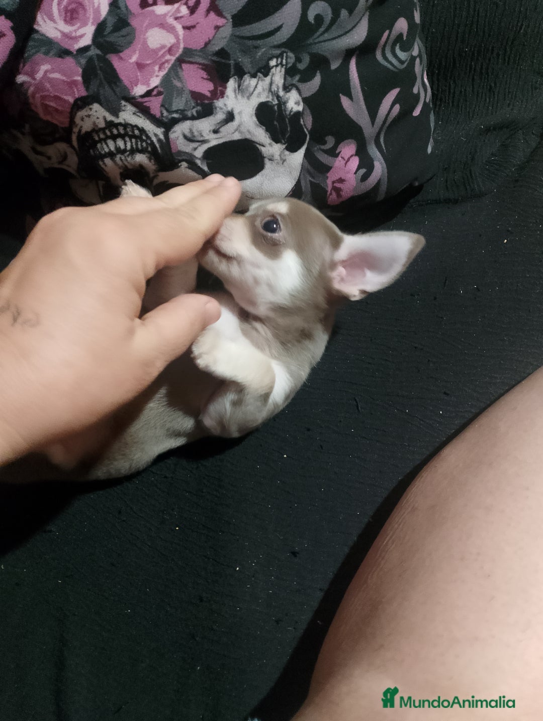 Chihuahua perros en venta: Último chihuahua lilac enano 570€ - Imagen 3
