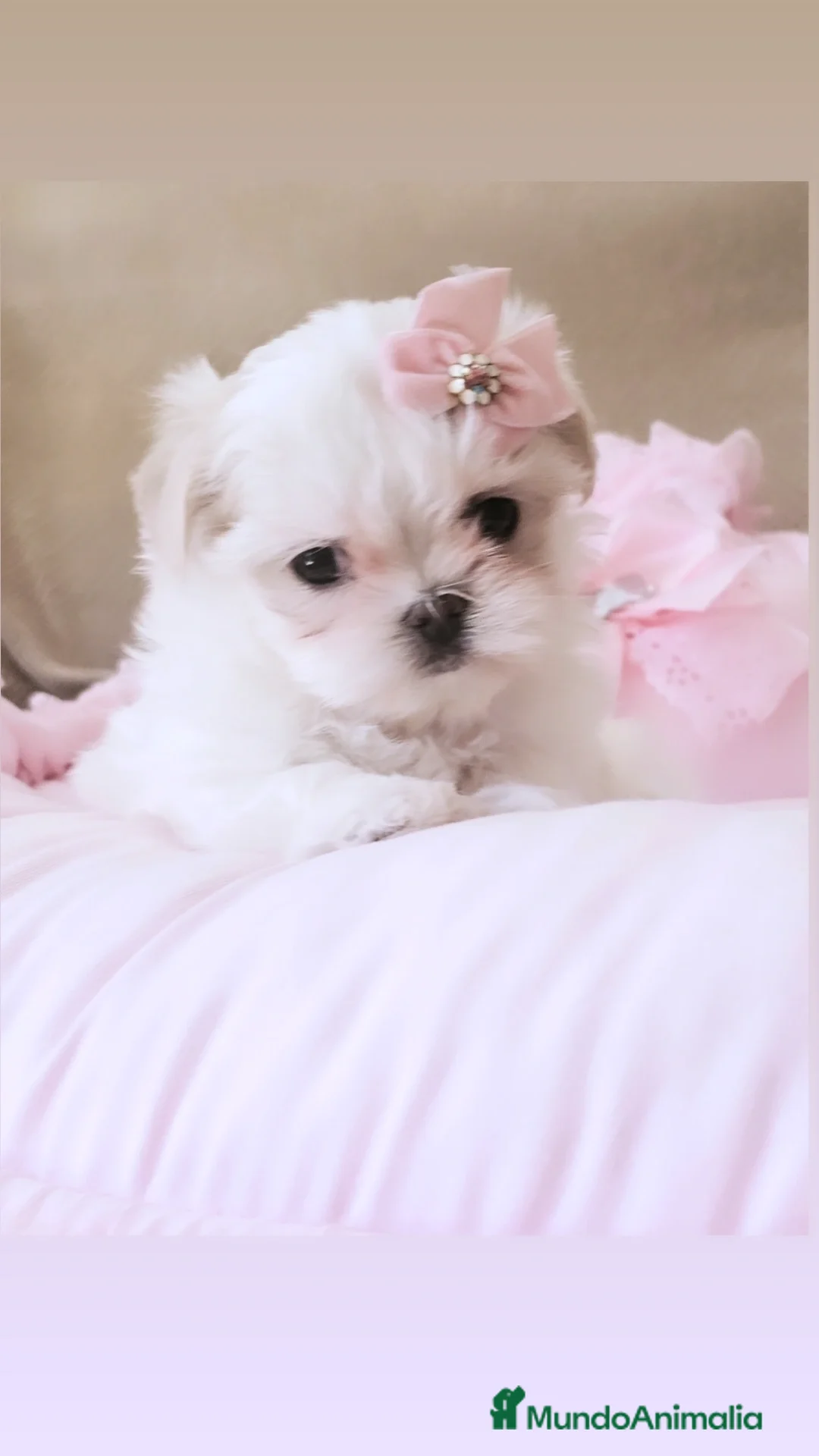 Bichón Maltés perros Bichon maltes coreano miniatura  - Anuncio 3