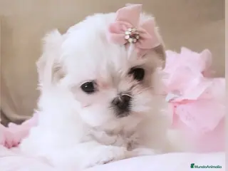 Bichón Maltés perros Bichon maltes coreano miniatura - Anuncio 3