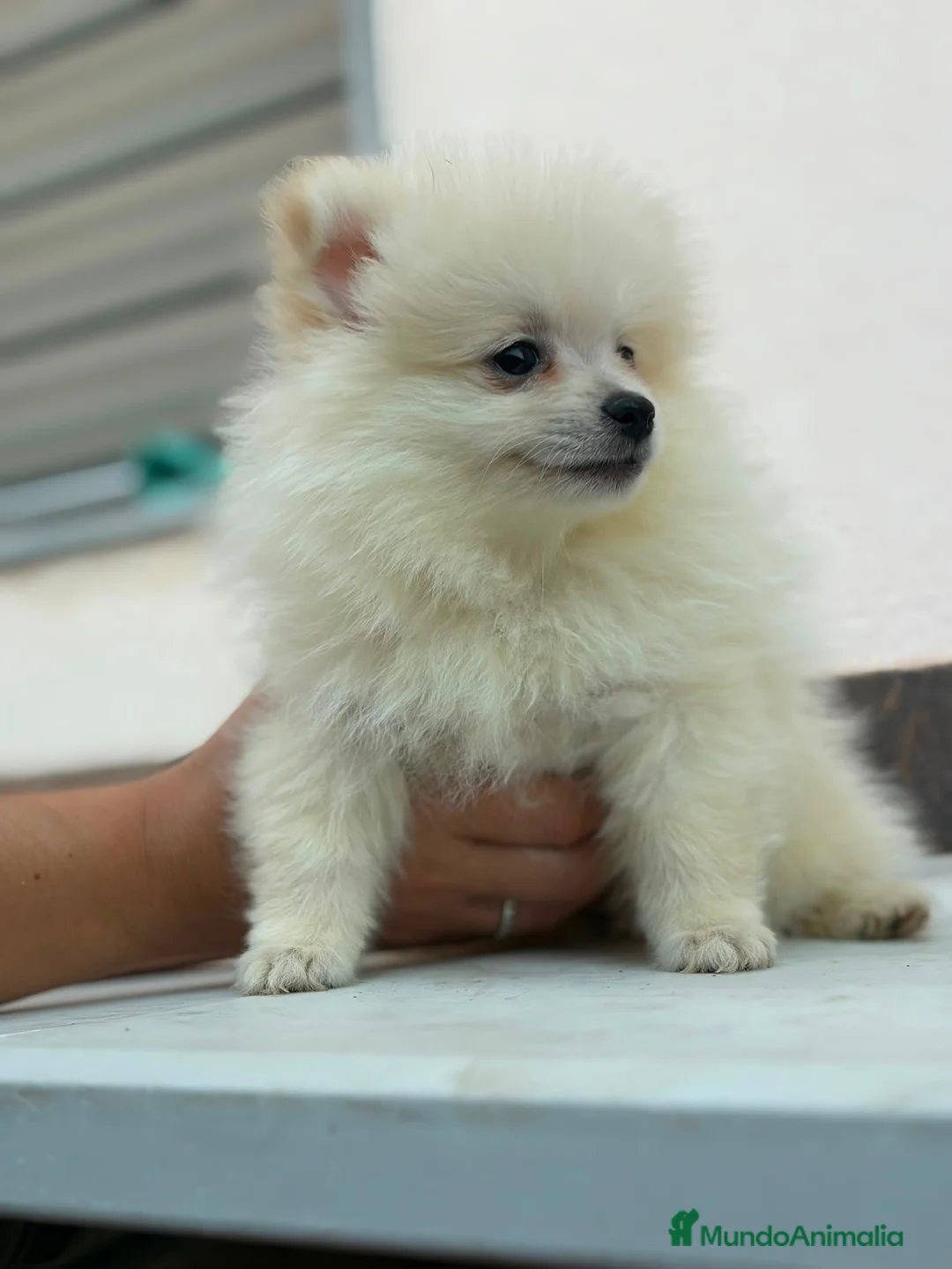 Pomerania perros en venta: Pomerania hembra🐻 - Anuncio 2