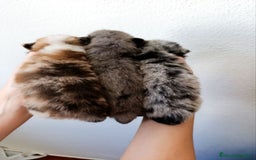 Pomerania perros en venta: Pomerania arlequín  - Imagen 1