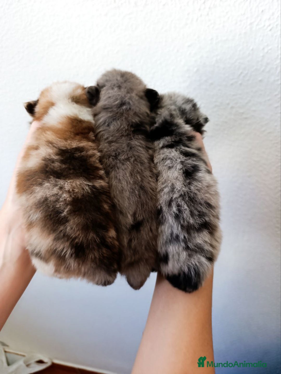 Pomerania perros en venta: Pomerania arlequín  - Imagen 1