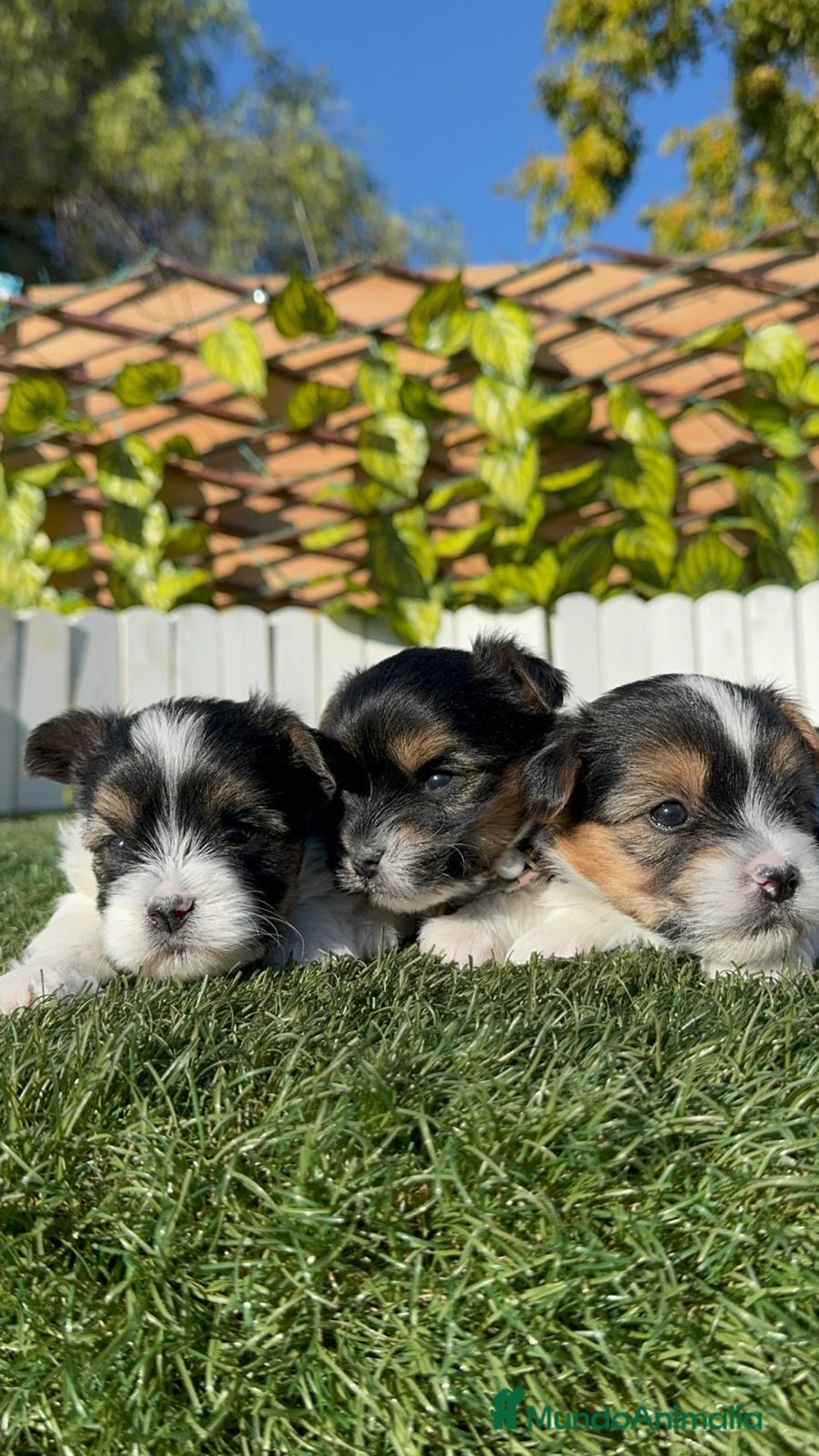 Yorkshire Terrier perros en venta: YORKSHIRE TERRIER BIEWER - Anuncio 13