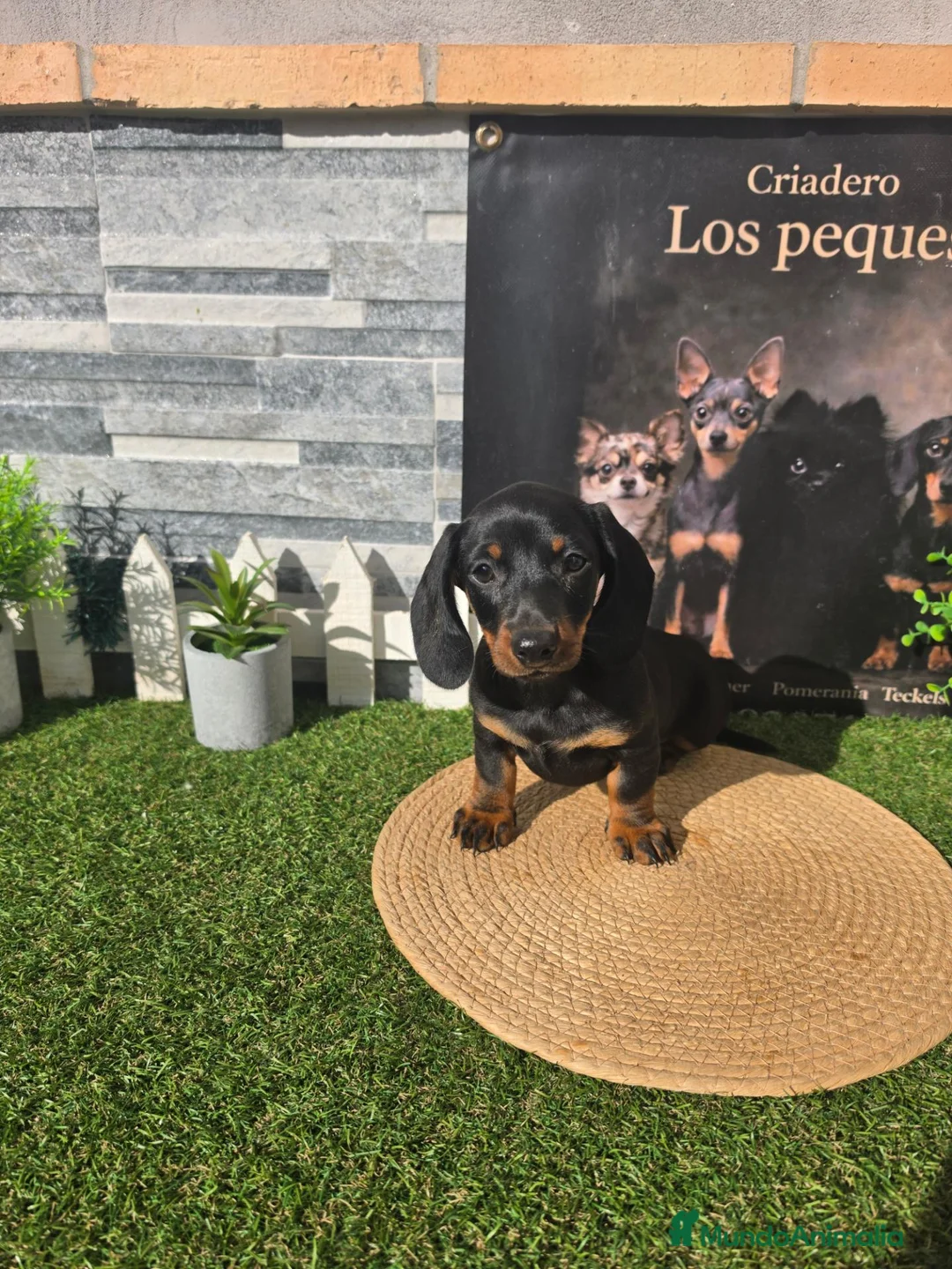 Teckel perros en venta: TECKELS  - Anuncio 2