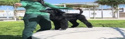 Caniche Gigante perros en venta: Caniche gigante  - Anuncio 3