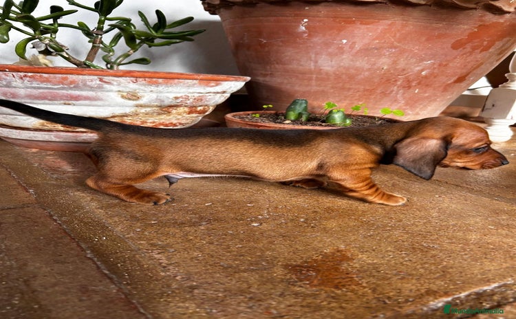 Teckel Miniatura perros Teckel Toy Campeón del Mundo - Anuncio 5