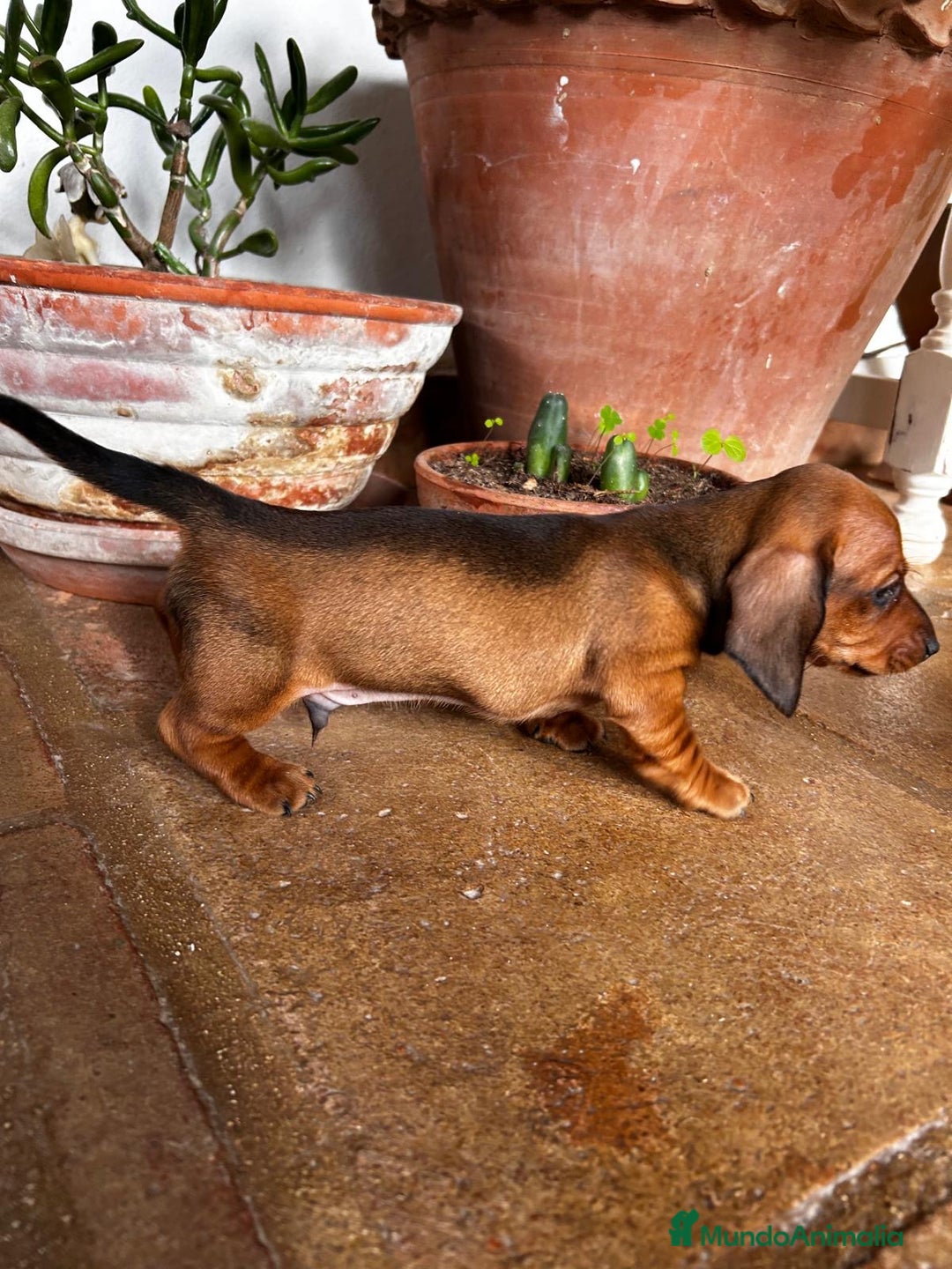 Teckel Miniatura perros en venta: Teckel mini Kaninchen Campeón del Mundo - Anuncio 3