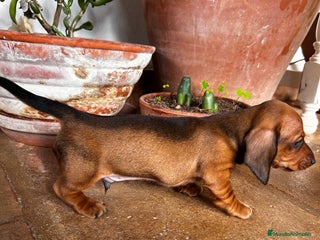 Teckel Miniatura perros Teckel Toy Campeón del Mundo - Anuncio 3