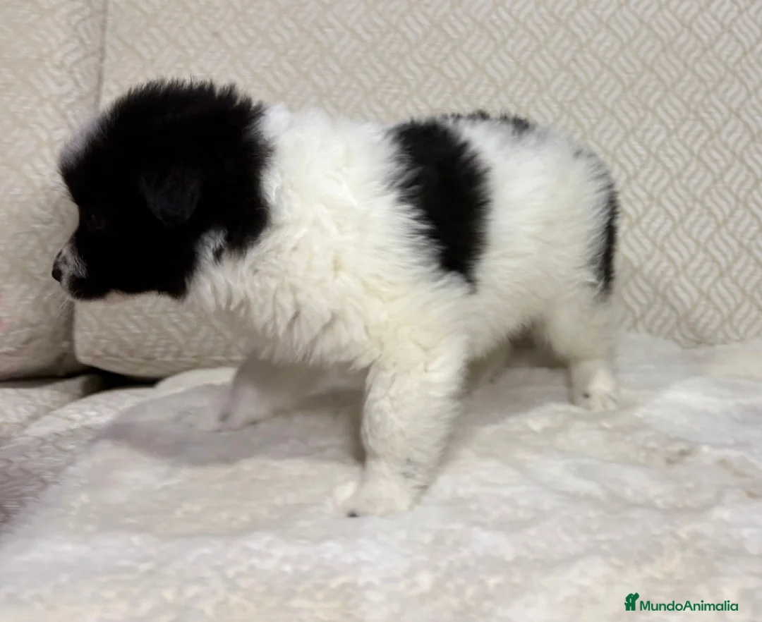 Border Collie perros en venta: Border collie macho precioso  - Anuncio 20