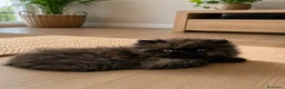 Persa gatos en venta: Gatito criado en casa - Anuncio 2